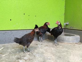 ヒナたち ヒナたち