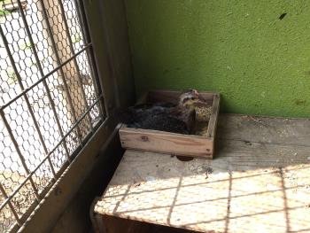 とてもかわいい とてもかわいい