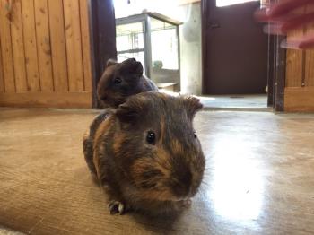 ごんざぶなごみ2 ごんざぶなごみ2