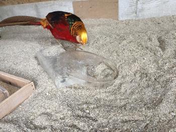 こおりとキンケイ こおりとキンケイ