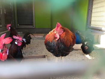 ヤケイたち ヤケイたち