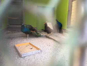 クジャク クジャク