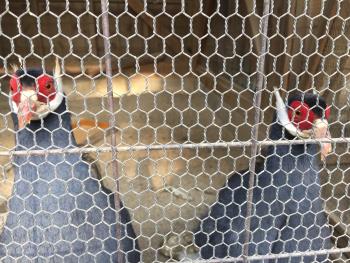 アオミミキジ アオミミキジ