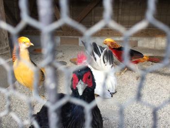 キジたち キジたち