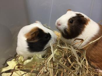 こまめと2 こまめと2