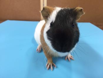 だて だて