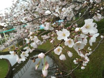 桜 桜