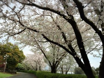 桜2 桜2