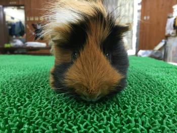 かぶき かぶき