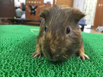 ごんざぶろう ごんざぶろう