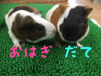 おはぎとだて おはぎとだて