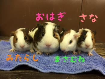 おはぎ家 おはぎ家