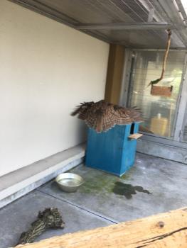 ふく ふく