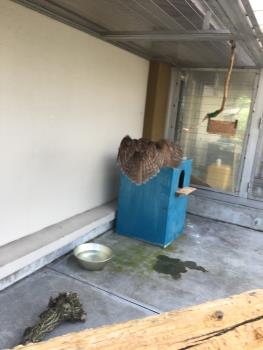 ふく ふく