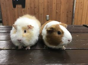 モルモット 2 モルモット 2