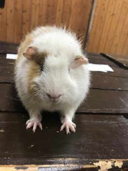 わた 1 わた 1