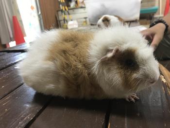 わた 2 わた 2