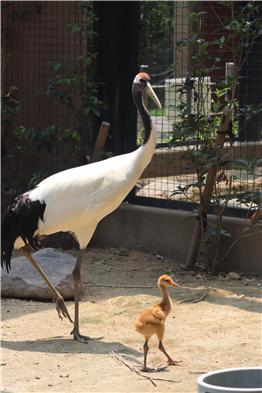 ヒナ写真① ヒナ写真①