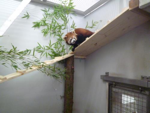 シンファ1 シンファ1