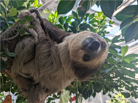 ナマケモノ ナマケモノ