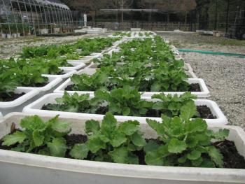 セイヨウサクラソウ セイヨウサクラソウ