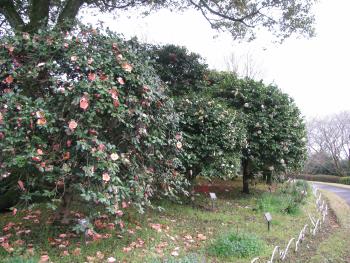 低木花木園