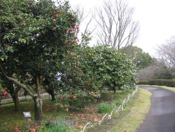 低木花木園 低木花木園
