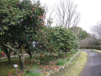 低木花木園