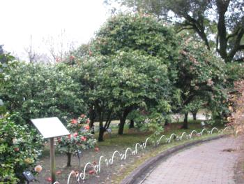 低木花木園 低木花木園