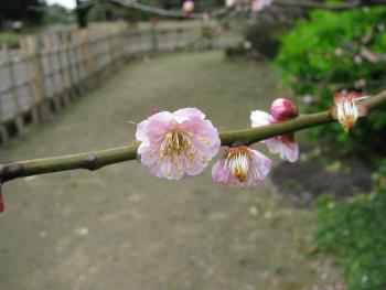 梅園 梅園