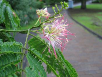 ネムノキ ネムノキ