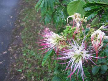 ネムノキ ネムノキ