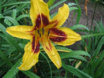 ヘメロカリス ヘメロカリス