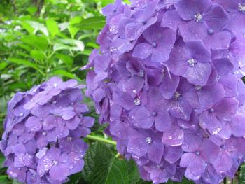 アジサイ アジサイ