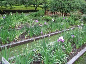 肥後系はなしょうぶ 肥後系はなしょうぶ