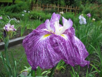 肥後系はなしょうぶ 肥後系はなしょうぶ