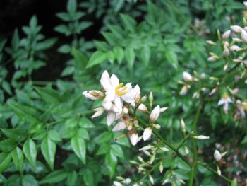 ナンテン ナンテン