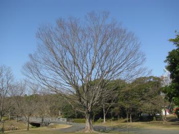 ケヤキ ケヤキ