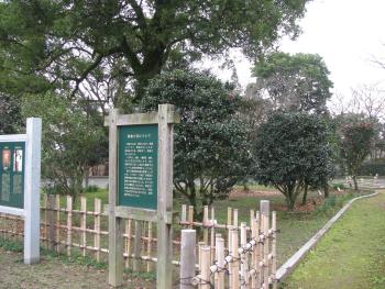 肥後さざんか 肥後さざんか