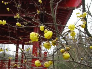 ソシンロウバイ ソシンロウバイ