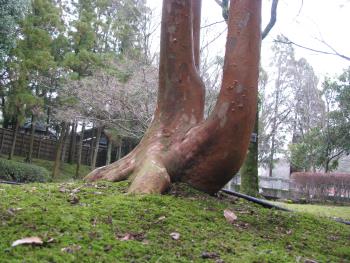 ヒメシャラ ヒメシャラ