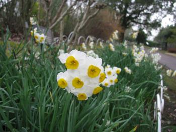 ニホンズイセン ニホンズイセン