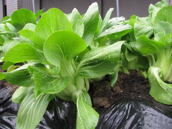 チンゲンサイ チンゲンサイ