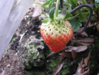 イチゴ イチゴ