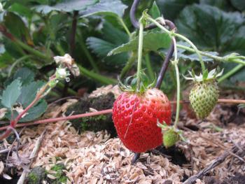 イチゴ イチゴ