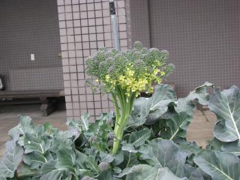 ブロッコリー ブロッコリー