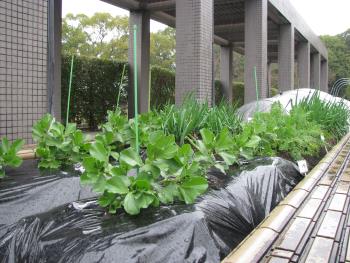 ソラマメ ソラマメ