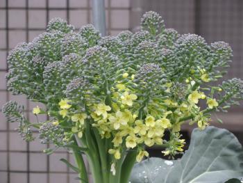 ブロッコリー ブロッコリー