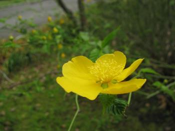 ヤマブキ ヤマブキ