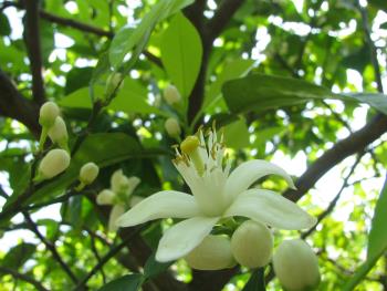 ダイダイ ダイダイ